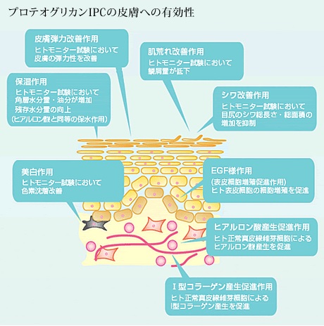 水溶性プロテオグリカン
