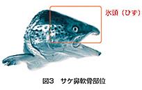 サケ